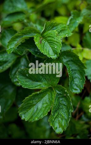 Strawberry plant leaves after rainfall Stock Photo