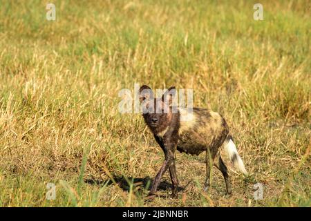 Pregnant African Wild Dog (Lycaon pictus) in the Okavango Delta, Botswana, just after killing a Red Lechwe (Kobus leche) Stock Photo