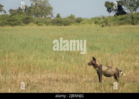 Pregnant alpha female African Wild Dog (Lycaon pictus) in the Okavango Delta, Botswana, just after killing a Red Lechwe (Kobus leche) Stock Photo