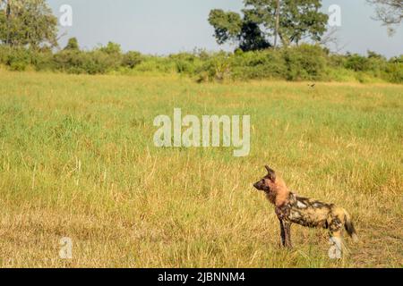 Pregnant alpha female African Wild Dog (Lycaon pictus) in the Okavango Delta, Botswana, just after killing a Red Lechwe (Kobus leche) Stock Photo