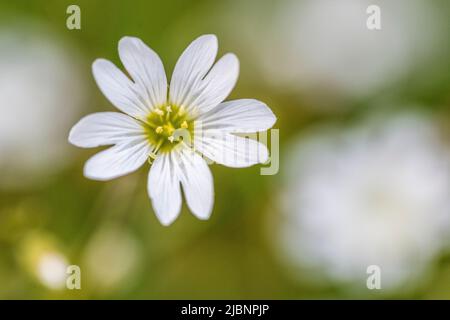 Cerastium arvense is a species of flowering plant in the pink family known by the common names field mouse-ear and field chickweed. Stock Photo