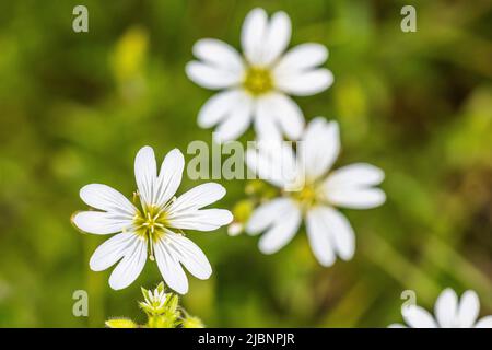 Cerastium arvense is a species of flowering plant in the pink family known by the common names field mouse-ear and field chickweed. Stock Photo