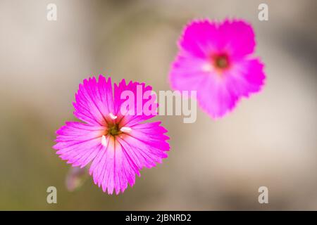 Dianthus sylvestris, the wood pink, is a species of Dianthus found in Europe, particularly in the Alps. Stock Photo