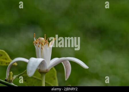 Macro detail of the flower of a lemon tree with space for text and green background Stock Photo