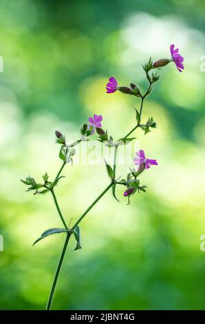 Silene dioica (syn. Melandrium rubrum), known as red campion and red catchfly, is a herbaceous flowering plant in the family Caryophyllaceae. Stock Photo
