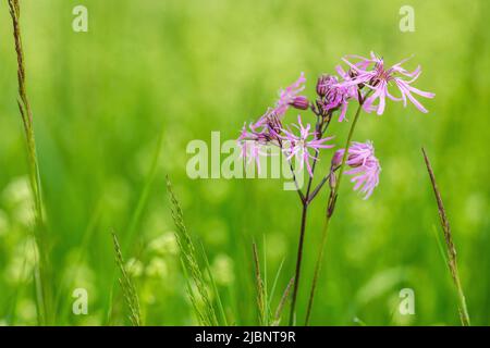 Silene flos-cuculi (syn. Lychnis flos-cuculi), commonly called ragged-robin, is a perennial herbaceous plant in the family Caryophyllaceae. Stock Photo