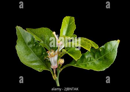 A flower ready to be pollinated, another already pollinated that has lost its stigmas, and the one above that has already started to turn lemon Stock Photo