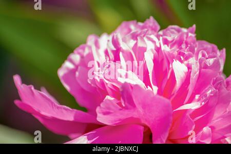 Pion. Pink flower. Close-up. Background Flower image Stock Photo