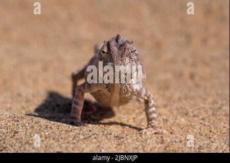 Chamaeleo namaquensis: Desert Chamaeleon in the Namib desert near Swakobmund, Namibia Stock Photo