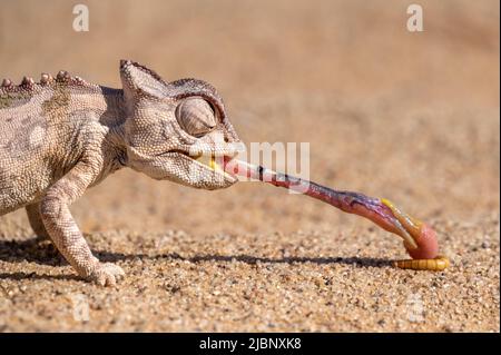 Tongue lashing Namaqua Chameleon in Namib desert Namibia Stock Photo