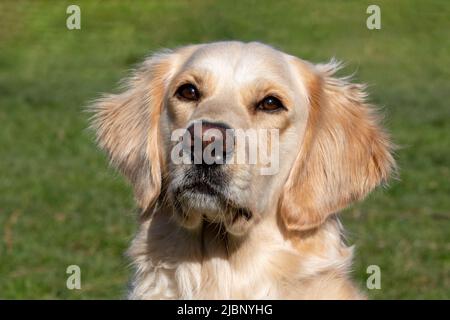 A close-up portrait of an intensely focused golden labrador retirever on a lawn Stock Photo
