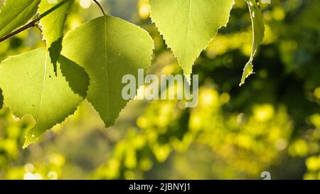 European white birch (Betula pendula) leaves in evening sunlight Stock Photo
