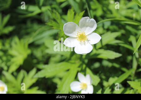 Meadow anemone in bright sun at Middlefork Savanna Forest Preserve in Lake Forest, Illinois Stock Photo