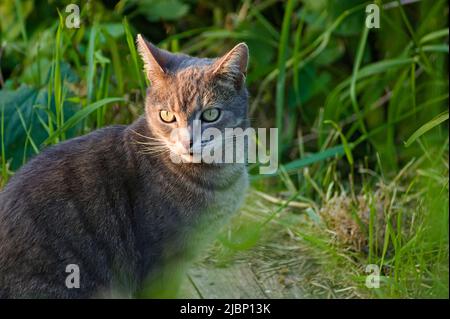 Tabby cat looking through long grass in the evening sunshine Stock Photo