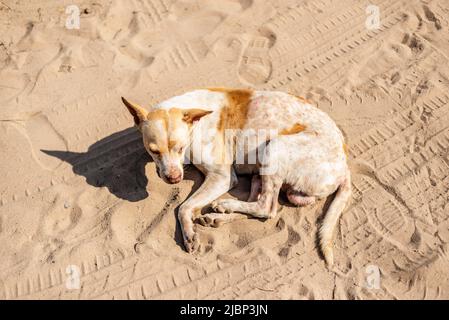 Portrait from above of an abandoned dog sitting on the sand of a beach. City of Salvador in the Brazilian state of Bahia. Stock Photo