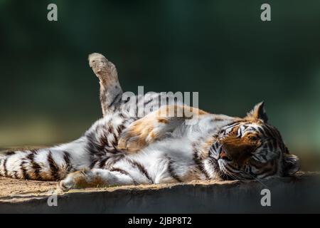 Tiger (Panthera tigris) with dark stripes on orange fur with a white underside peacefully sleeping. Close view with blurred green background. Wild ani Stock Photo