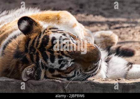 Tiger (Panthera tigris) head close-up with dark stripes on orange fur with a white underside peacefully laying on back on stone. Wild animal, largest Stock Photo