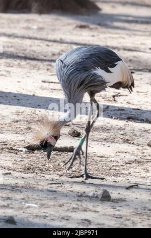 Gray crowned crane (balearica regulorum) walking and eating with blurred background. Bird also known as African crowned crane, golden crested crane. V Stock Photo