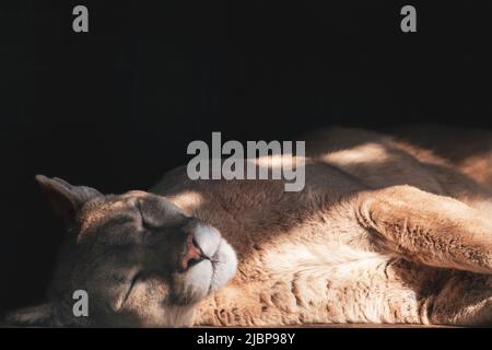 Cougar (Puma concolor) big strong wild cat animal peacefully sleeping, sunny close-up, isolated on black background Stock Photo