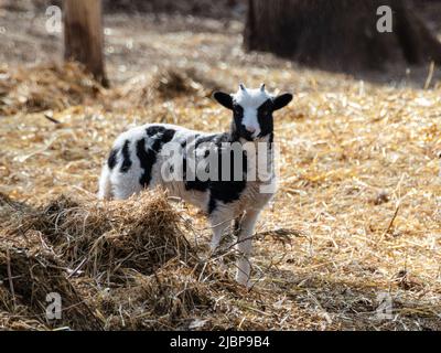 Cute baby sheep lamb with black and white fluffy fur standing in hay in farm yard. Domestic animals on ranch. Blurred background Stock Photo