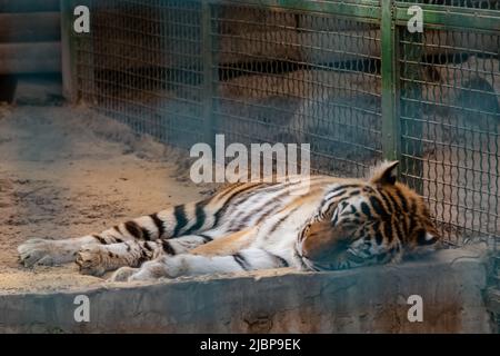 A tiger with orange fur with black stripes sleeps peacefully in aviary. Close view in open-air cage. Wild animals, big cat Stock Photo