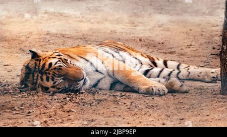 A tiger with orange fur with black stripes sleeps peacefully on the ground. Close view with blurred natural background. Wild animals, big cat Stock Photo