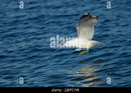 Common Gull or Mew Gull (Larus canus) flying low over water Stock Photo