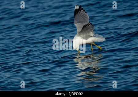 Common Gull or Mew Gull (Larus canus) striking a target in the water Stock Photo