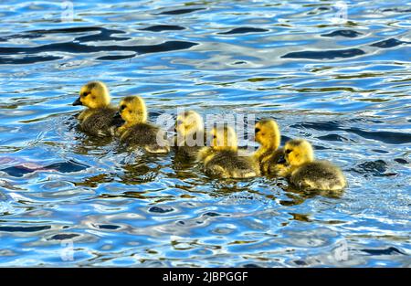 Six Canada Goose goslings  (Branta canadensis); swimming in a line Stock Photo
