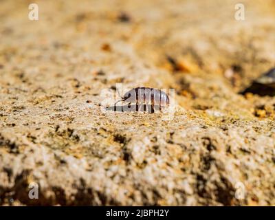 Close up shot of Armadillidiidae at Oklahoma Stock Photo