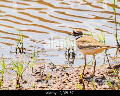 Close up shot of Killdeer bird at Oklahoma Stock Photo