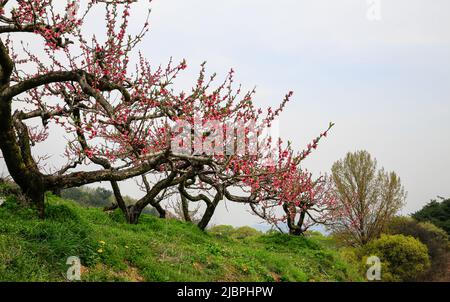 A peach orchard landscape with pink peach blossoms in full bloom. Stock Photo