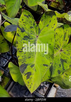 Beautiful green pattern on Mojito Elephant Ear Plant Colocasia Stock Photo