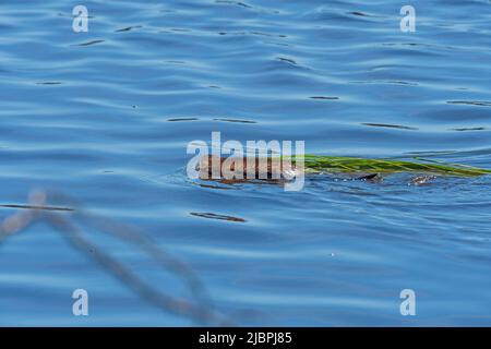 Muskrat Raft A Muskrat Swimming with a Raft of Grasses Stock Photo - Alamy