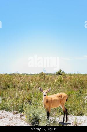 Female pampas deer (Ozotoceros bezoarticus) stands looking at the camera in the grasslands of Ibera, Argentina. The pampas deer were reintroduced to I Stock Photo