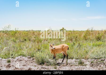 Female pampas deer (Ozotoceros bezoarticus) looks at the side in the grasslands of Ibera, Argentina. The pampas deer were reintroduced to Iberá after Stock Photo