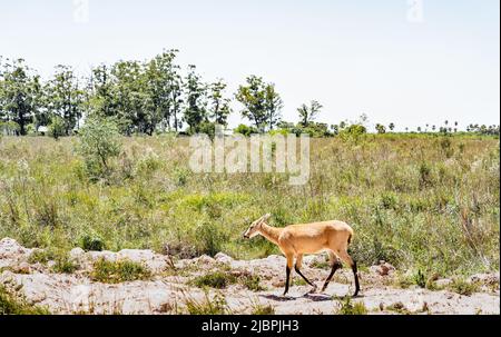 Female pampas deer (Ozotoceros bezoarticus) walks arround the grasslands of Ibera, Argentina. The pampas deer were reintroduced to Iberá after that th Stock Photo