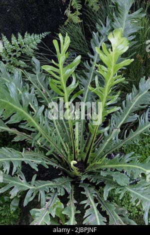 Asplenium nidus 'fimbriatum' - bird's nest fern. Stock Photo