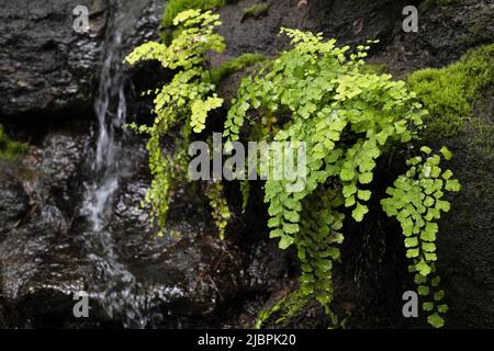 Adiantum raddianum - Delta maidenhair fern, on rock next to a waterfall. Stock Photo