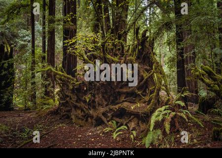 Fallen redwood stump covered in moss in an old-growth redwood grove. Stock Photo