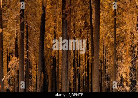 Singed trees with dry needles after a forest fire in Yosemite National Park, California, USA. Stock Photo
