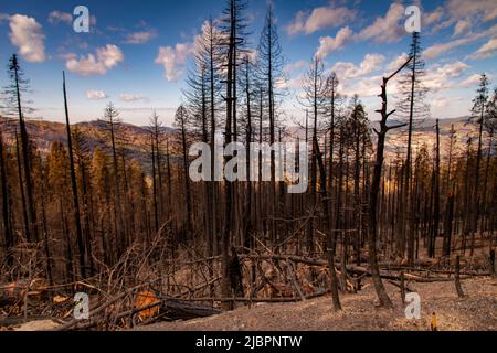 Singed trees with dry needles, and stump cut by rangers to minimize risk of falling trees near a road after a forest fire in Yosemite National Park. Stock Photo