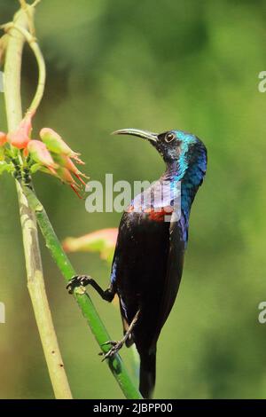beautiful and colorful male purple sunbird perching on abranch and sucking nectar from flowers Stock Photo