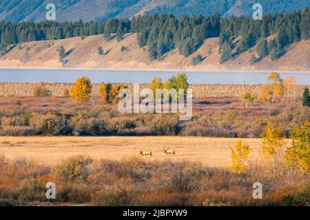 Two mooses in grass field of Willow Flats Overlook, wildlife watching area covering by small bushes and trees of Grand Teton National Park, Wyoming, U Stock Photo
