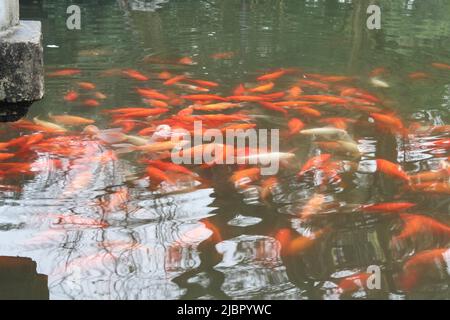 Red carp fish. Stock Photo