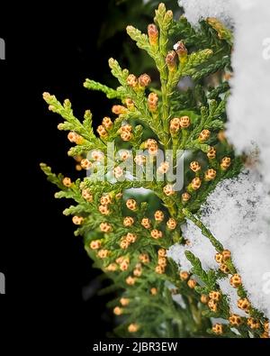 thuja branch with young cones close-up. a photo Stock Photo