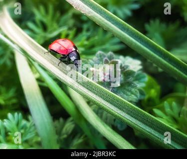 ladybug runs along a blade of grass in a garden or in a field. macro. a photo Stock Photo