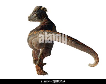 Pachycephalosaurus, dinosaur from the Late Cretaceous period, isolated ...