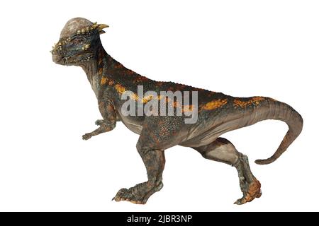 Pachycephalosaurus, dinosaur from the Late Cretaceous period, isolated ...