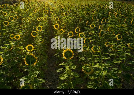 Summer sunrise over sunflower field - stock photo Stock Photo